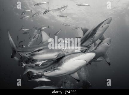 Vista subacquea di un gran numero di oceanic punte nere di squali, Aliwal Shoal, Sud Africa. Foto Stock