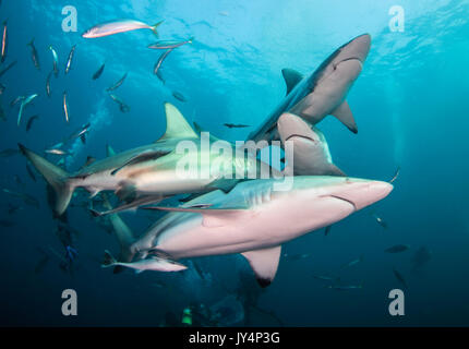 Vista subacquea di un gran numero di oceanic punte nere di squali, Aliwal Shoal, Sud Africa. Foto Stock