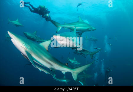 Vista subacquea di un gran numero di oceanic punte nere di squali, Aliwal Shoal, Sud Africa. Foto Stock