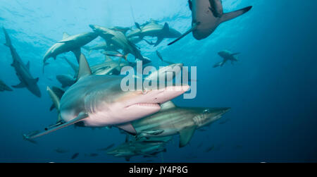 Vista subacquea di un gran numero di oceanic punte nere di squali, Aliwal Shoal, Sud Africa. Foto Stock