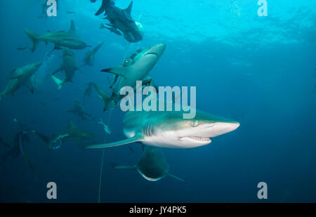 Vista subacquea di un gran numero di oceanic punte nere di squali, Aliwal Shoal, Sud Africa. Foto Stock