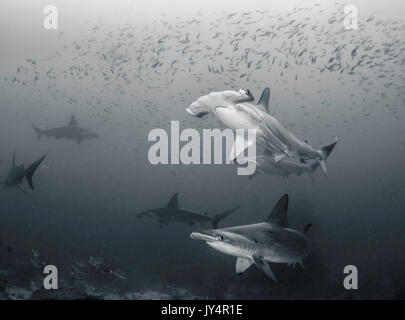 Vista subacquea di una scuola di festone squali martello, Isola di Darwin, Isole Galapagos.