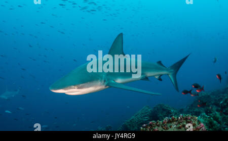 Le Galapagos shark nuoto oltre la barriera corallina, Isola di Darwin, Isole Galapagos. Foto Stock