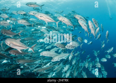 Vista subacquea di una grande scuola di pesce jack, Isole Galapagos, Ecuador. Foto Stock