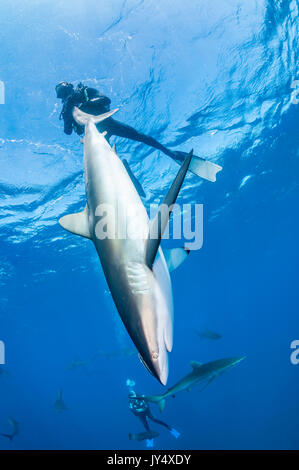 Sommozzatore tenendo un caribbean reef shark in un stato catatonico, Cuba. Foto Stock
