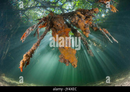 Guardando il coralli molli e gli alberi come raggi di sole filtrare attraverso l'acqua nella zona di mangrovie di giardini delle regine, Cuba. Foto Stock