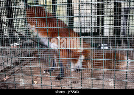Non alimentare animali!. Simbolo della cattività, perdita di libertà. Red Fox in gabbia (zoo). Bestie aliene mangia il cibo offerto dai visitatori Foto Stock
