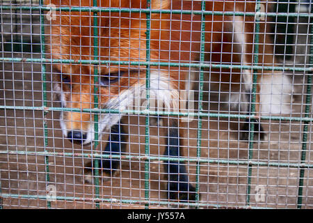 Non alimentare animali!. Simbolo della cattività, perdita di libertà. Red Fox in gabbia (zoo). Bestie aliene mangia il cibo offerto dai visitatori Foto Stock