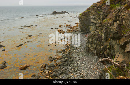 Costa di Lobster Cove sul golfo di San Lorenzo, Terranova, Canada Foto Stock