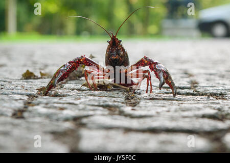 Berlino, Germania. 18 Agosto, 2017. Un Louisiana aragosta (Procambarus clarkii) a piedi lungo una strada nel Tiergarten di Berlino, Germania, 18 agosto 2017. Foto: Gregor Fischer/dpa/Alamy Live News Foto Stock