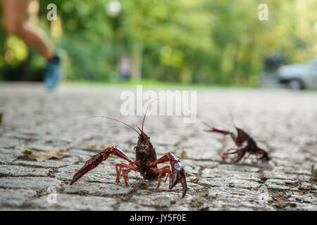 Berlino, Germania. 18 Agosto, 2017. Due Louisiana aragosta (Procambarus clarkii) a piedi lungo una strada nel Tiergarten di Berlino, Germania, 18 agosto 2017. Foto: Gregor Fischer/dpa/Alamy Live News Foto Stock
