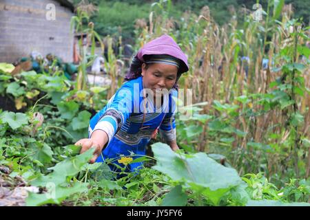 Qiubei cinese della provincia dello Yunnan. 17 Ago, 2017. Un abitante di un villaggio raccoglie le piante selvatiche per la produzione di riso colorata in Yile villaggio nella contea di Qiubei, Zhuang e Miao prefettura autonoma di Wenshan, a sud-ovest della Cina di Provincia di Yunnan, Agosto 17, 2017. Come il periodo maturo di paddy cade, persone locali iniziano a fare il riso colorata con succo di frutta commestibili di piante selvatiche. In Qiubei County, il colorato il riso è un alimento popolare tra i residenti locali che credono i colori simboleggiano il raccolto e buona fortuna. Credito: Jing Huihui/Xinhua/Alamy Live News Foto Stock