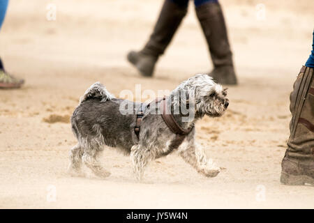 Southport, Merseyside, 19 agosto 2017. Regno Unito Meteo. Davvero un ventoso e molto più freddo giorno con alcuni pesanti Scattered Showers non smette di persone di andare in spiaggia a Southport nel Merseyside. Credito: Cernan Elias/Alamy Live News Foto Stock