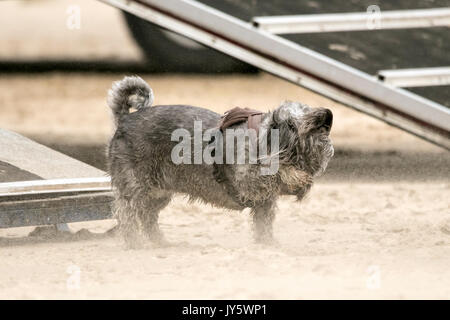 Southport, Merseyside, 19 agosto 2017. Regno Unito Meteo. Davvero una giornata di vento soffia la sabbia nel volto di questo cane giù in spiaggia a Southport nel Merseyside. Credito: Cernan Elias/Alamy Live News Foto Stock