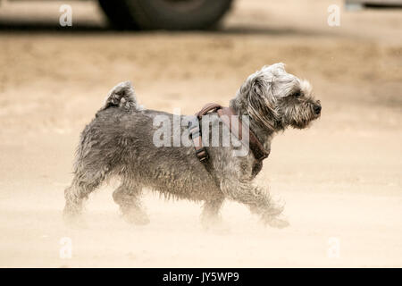 Southport, Merseyside, 19 agosto 2017. Regno Unito Meteo. Davvero una giornata di vento soffia la sabbia nel volto di questo cane giù in spiaggia a Southport nel Merseyside. Credito: Cernan Elias/Alamy Live News Foto Stock