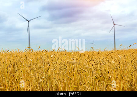 Turbina eolica tra dorate spighe di grano raccolti. La raccolta di orecchie di segale. Colture raccolte sul campo dell'azienda agricola. Mulino a vento turbina è quello ambientale Foto Stock