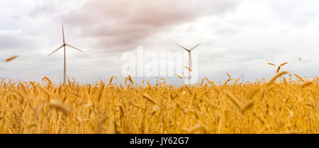 Turbina eolica tra dorate spighe di grano raccolti. La raccolta delle spighe di grano. Colture raccolte sul campo dell'azienda agricola. Mulino a vento turbina è ambiente Foto Stock