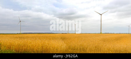 La raccolta delle spighe di grano. Colture raccolte sul campo dell'azienda agricola. Turbina eolica tra dorate spighe di grano raccolti. Mulino a vento turbina è ambiente Foto Stock