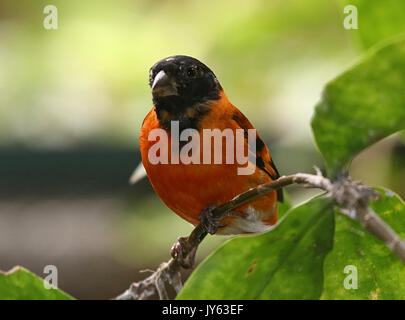 Voce maschile Sud Americano rosso lucherino (Spinus cucullatus, Carduelis cucullata), che si trova nel nord della Colombia e Venezuela. Foto Stock