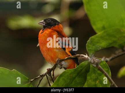 Voce maschile Sud Americano rosso lucherino (Spinus cucullatus, Carduelis cucullata), che si trova nel nord della Colombia e Venezuela. Foto Stock
