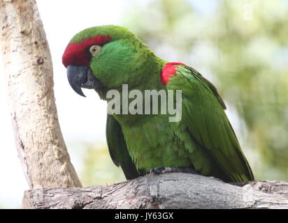 Spessore messicano fatturati parrot (Rhynchopsitta pachyrhyncha), che si trova principalmente nella Sierra Madre Occidental mountain range Foto Stock