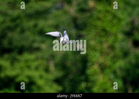 Il comune tern a caccia dal fiume Drava Foto Stock