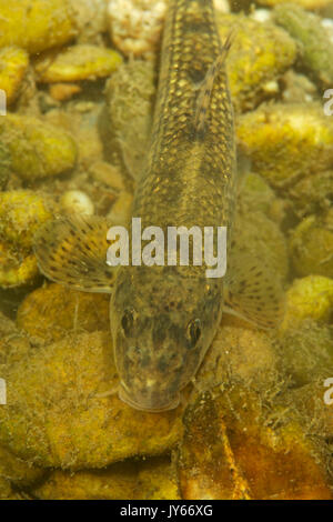 Il barbo comune, Barbus barbus dal fiume Drava Foto Stock