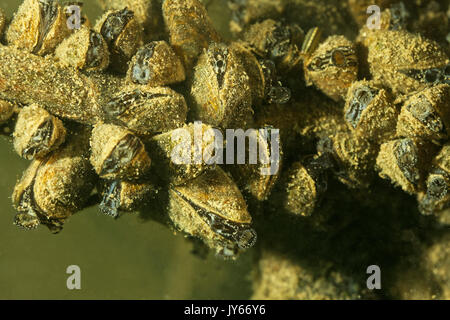 La zebra mussel (Dreissena polymorpha) dal fiume Drava Foto Stock