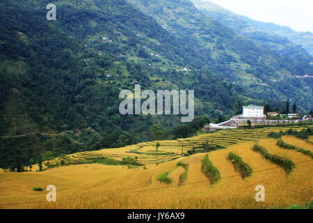 A ovest il Sikkim risaia Foto Stock