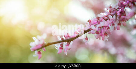 Ramo di Sakura, rosa sullo sfondo di un bokeh di confine a molla o tecnica di sfondo con fiore colore rosa. Natura bella scena con albero in fiore e sun Foto Stock
