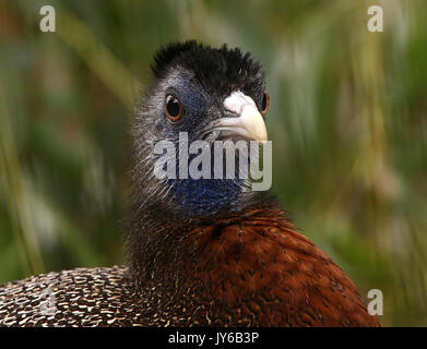 Maschio grande asiatici Argus Fagiano (Argusianus argus), nativo della giungla del Borneo, Sumatra e la penisola Malese Foto Stock