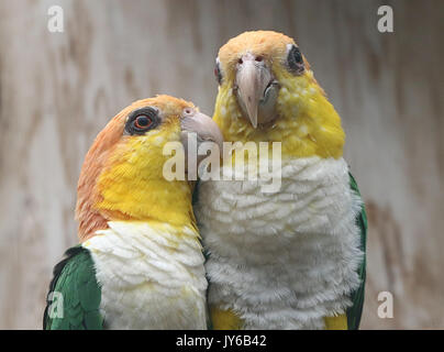 Sud America thighed verde Pappagalli (Pionites leucogaster) a.k.a. Bianco gonfiato caicco pappagallo. Che si trovano a sud del Brazilan Amazon, in Bolivia e Perù Foto Stock