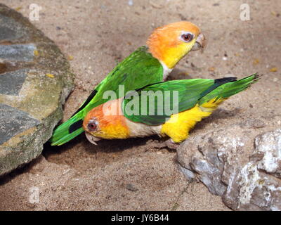 Sud America thighed verde Pappagalli (Pionites leucogaster) a.k.a. Bianco gonfiato caicco pappagallo. Trovato in Brazilan Amazon e in Bolivia e Perù Foto Stock