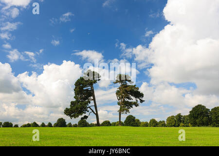 Una vista degli alberi rivolto verso il basso su Clifton, Bristol. Foto Stock