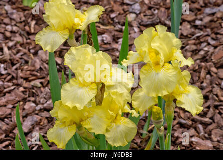 Iris "Moonlight aui Foto Stock