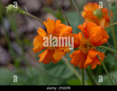 Geum 'Dolly Nord' Foto Stock