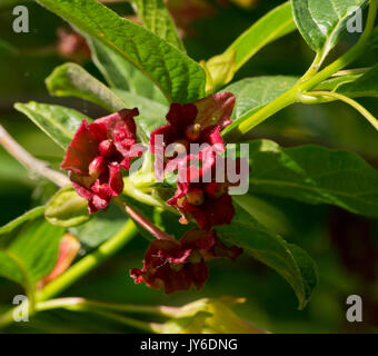 Lonicera involucrata ledebourii Foto Stock