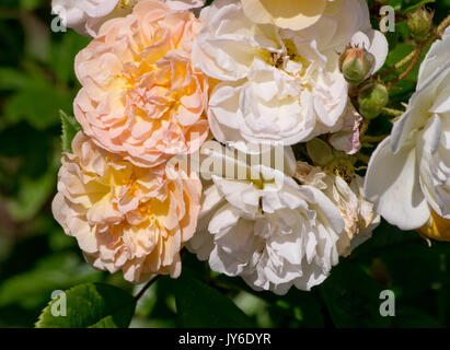 Rose ghislaine de feligonde Foto Stock