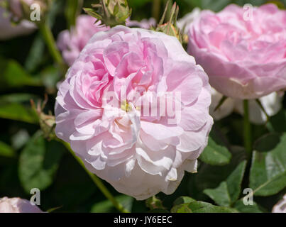 Rosa prolifera de Redouté Foto Stock