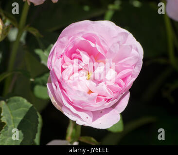 Rosa prolifera de Redouté Foto Stock