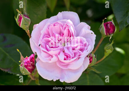 Rose Fantin-Latour Foto Stock