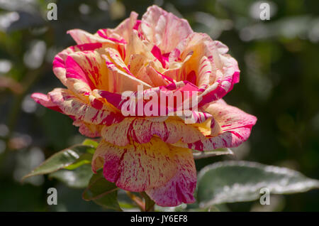 Rosa "broceliande' Foto Stock