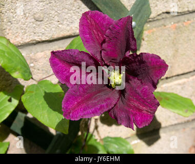 Clematis niobe Foto Stock