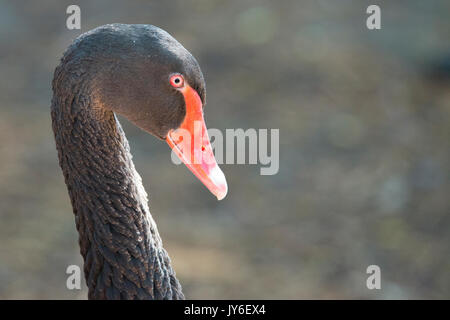 Black Swan dettaglio Foto Stock