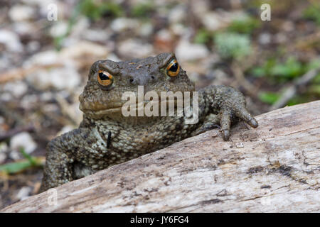 Un vero toad è un membro della famiglia Bufonidae, nell'ordine Anura Foto Stock