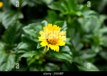 Margherite giallo che fiorisce con green lasciare sullo sfondo Foto Stock