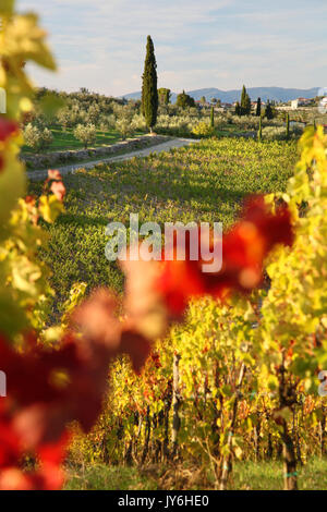 Famosi vigneti toscani vicino a Firenze in Italia Foto Stock