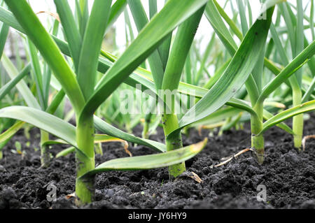 Coltivate biologicamente piantagione di aglio nel giardino vegetale Foto Stock