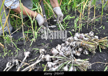 La raccolta di giardiniere mature aglio nel giardino vegetale Foto Stock