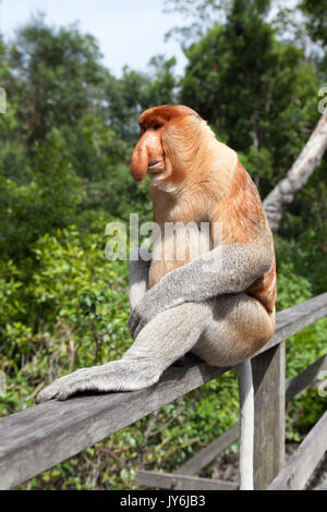 Proboscide di scimmia maschio dominante (Nasalis larvatus) seduto sulla ringhiera di recinzione, Borneo Foto Stock